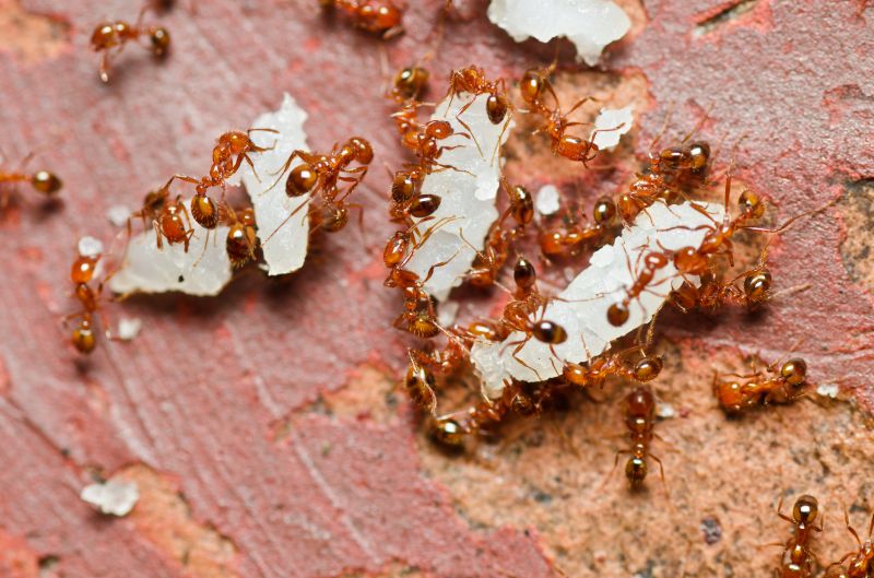 Red Ant Extermination in Mckinney, TX