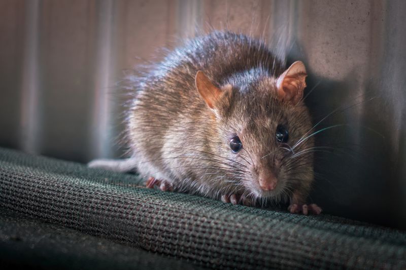How Rodent Infestations Spread Disease Inside Residential Properties