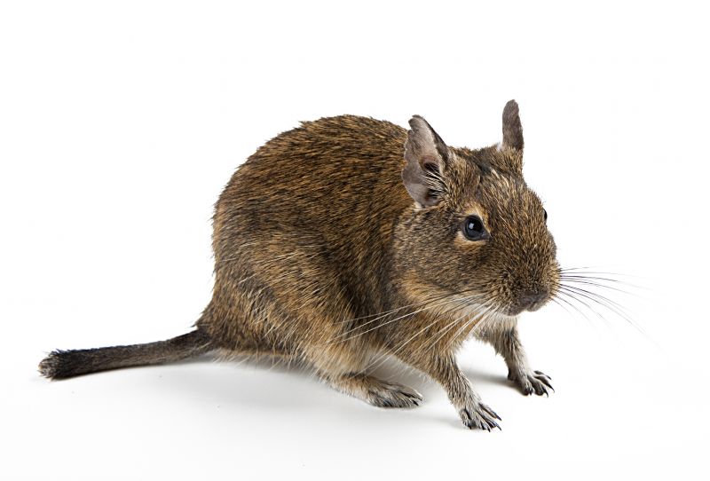 How Rodents Contaminate Food Storage Areas And Pantries