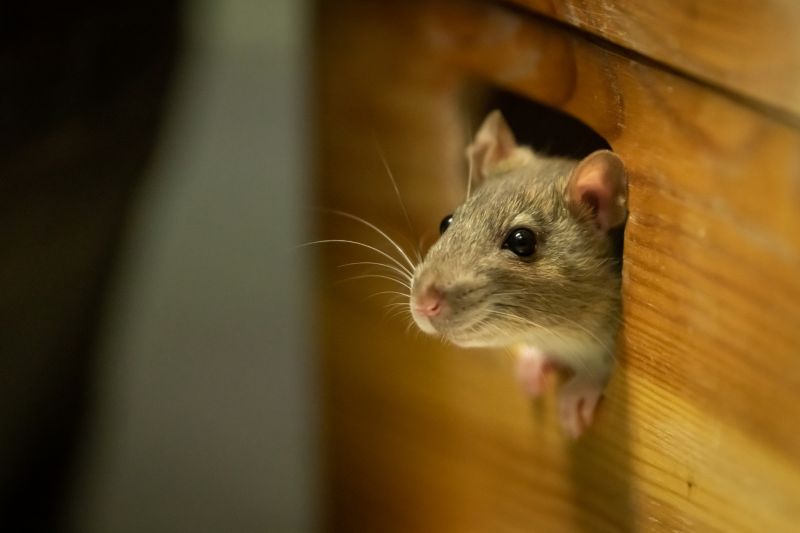 Rodent Removal Cost Guide — Cost of Rodent Removal