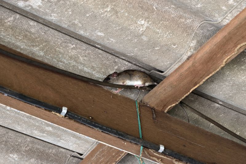 Rodent Removal Cost Guide — Cost of Rodent Removal