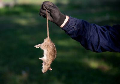 Rodent Removal Cost Guide — Cost of Rodent Removal