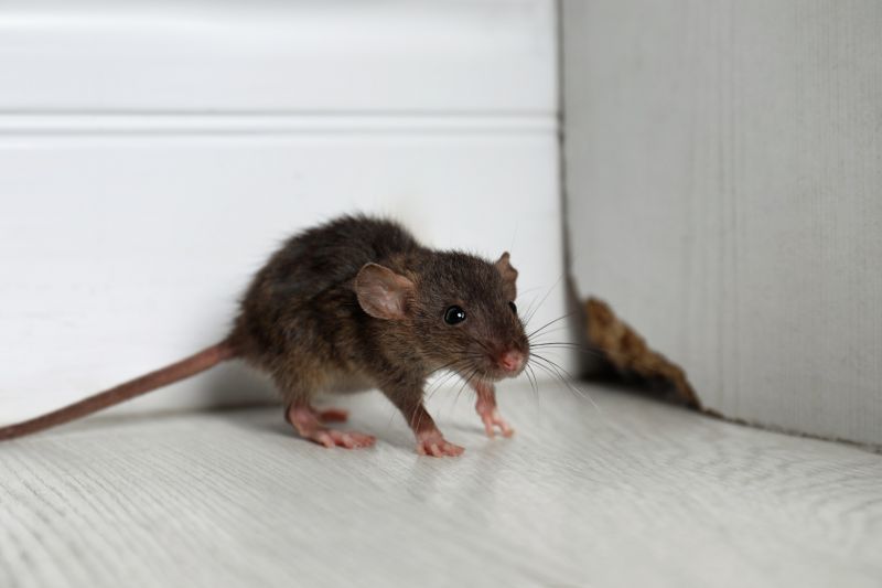 Rodent Removal Cost Guide — Cost of Rodent Removal