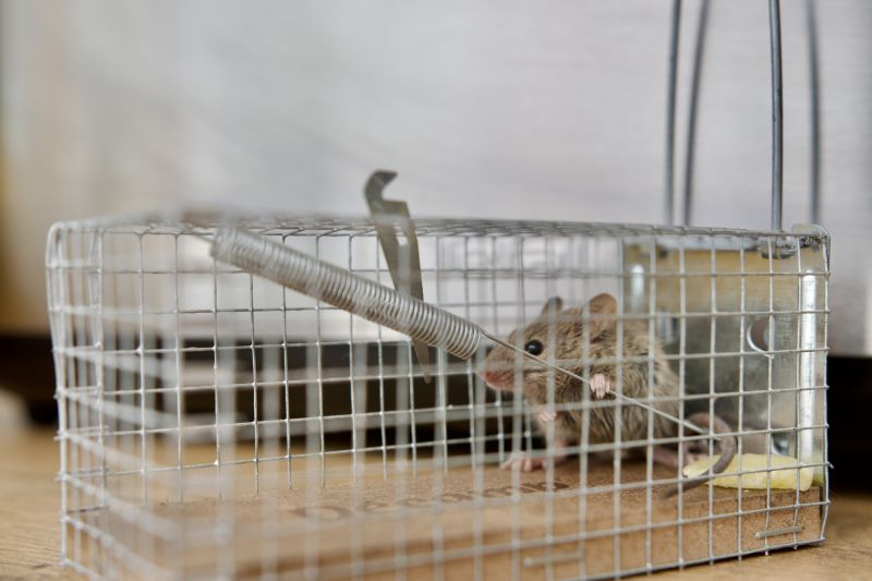 Rodent Traps in Use