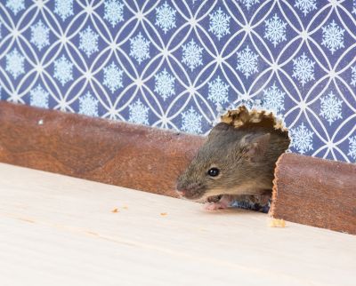Rodent-proofing
