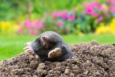 Mole Removal Service!