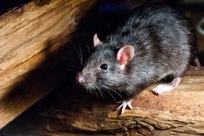 Rat Removal Service!