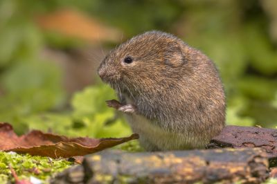 Vole Removal Service!